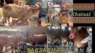 SAKSARHAT KHATAL ME SAUDA HOGAFULL UPDATE WITH PRICE RANGECOWSOFKOLATACHAKALLAS MAMALOG [upl. by Anuahc]