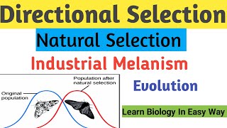 Directional Selection  Type of Natural Selection  Evolution evolution biology zoology [upl. by Stempien]