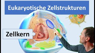 Eukaryotische Zellen Pflanzenzelle und Tierzelle mit ihren wichtigsten Zellstrukturen Organellen [upl. by Cassy650]