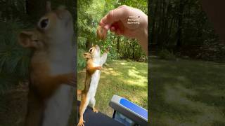 The first red squirrel to catch a walnut😯🌰🐿️ squirrelwhisperer Squirrelette [upl. by Simson]