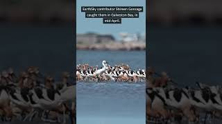 Amazing Elegant Avocets in Galveston Bay [upl. by Yeltnarb8]