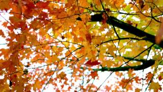 slow motion fall leaves fluttering by tree [upl. by Jocko]