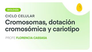 Cromosomas dotación cromosómica y cariotipo  Biología Ciclo celular V3  Egg Educación [upl. by Fogarty]