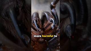 Exploring Atrax robustus Nature’s most deadly spider [upl. by Teiluj]