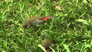 2 Redbrowed Finches Neochmia temporalis [upl. by Assetal]