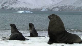 Soaked penguins amp mating seals  Antarctica Ep3 [upl. by Gehlbach915]