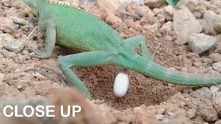 Watch how lizards laying eggs [upl. by Elohcin]