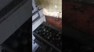 Charcoal Briquettes making machine 254722657678 [upl. by Lynette319]