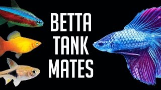 Compatible Tank Mates for Betta Fish [upl. by Denison]