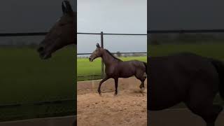 horse horselover horseriding automobile animals ghoda short shortsvideo shorts rip sad [upl. by Ulla378]