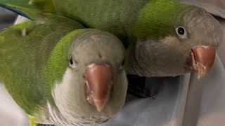 Amazing Quaker Parrots Talking to Each Other and Singing Together [upl. by Brighton]