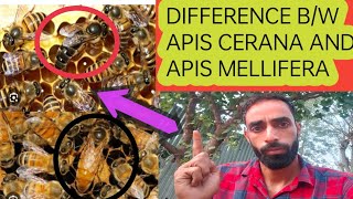 Difference Between apis cerana and Apis mellifera beekeeping honeybee Kashmiribeekeeper [upl. by Waltner]