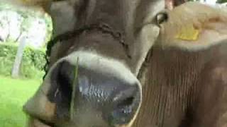 Yodeling Song about a Cow Die Bless mei Kuah  Tyrolean Evening DVD [upl. by Morse]