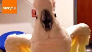 Foul Mouthed Cockatoo Hates Nails Trimmed [upl. by Dory]