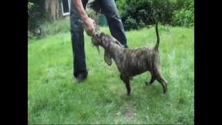 GALENIA DE LA ARENA Welpe puppies Perro de Presa Canario dogo canario zucht alano welpen züchter [upl. by Ellirpa]