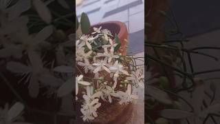 Bridal boutiqueplantshortvideo [upl. by Lennor757]