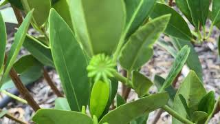 Star Anise Plant [upl. by Clarissa]