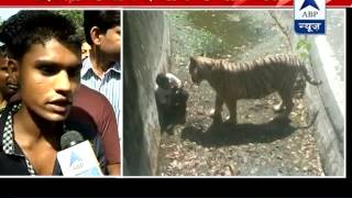 Witness narrates the whole incident of Delhi zoo says youth slipped and fell into its enclosure [upl. by Atilemrac245]