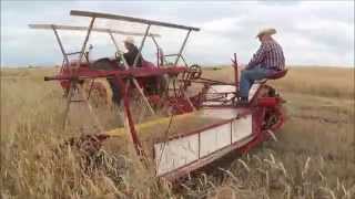 Massey Harris Wheat Binder In Action [upl. by Aciria]