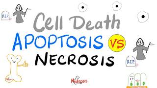 Apoptosis vs Necrosis  Cell Death  Pathology Series [upl. by Timotheus]