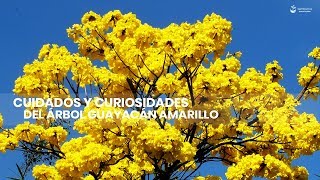 Cuidados y Curiosidades del Árbol Guayacán Amarillo [upl. by Merrily]