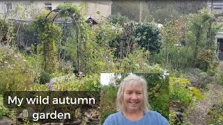 October tour of my wild welsh garden [upl. by Laverna44]