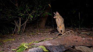 Common Brushtailed Possum feeding  Interesting survival behavior [upl. by Solahcin758]