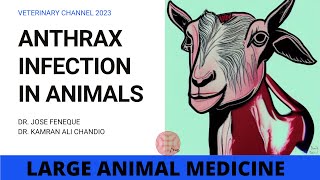 WHAT IS ANTHRAX DISEASE [upl. by Eleanore]