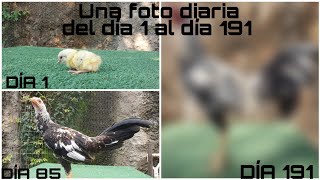 Desarrollo de un gallo giro  Una foto diaria del día uno al día 191  CARLOS RUBIO [upl. by Aerbma]