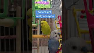 Jojo and Mango watch bird videos [upl. by Hamish]