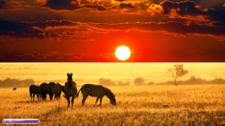 African Music  African Savannah  Relax Study amp Ambience [upl. by Jacey]