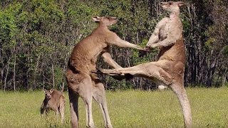 National Geographic Documentary  Kangaroo  Wildlife Animal [upl. by Flossy]