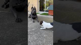 Cane Corso too slow… dog puppy canecorso mastiff funny life youtubeshorts shorts [upl. by Elrebmik]