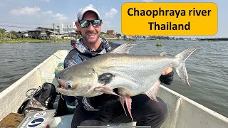 Black ear Catfish Fishing in Thailand Chaophraya river Captain Nat กัปตันณัฐ เจ้าพระยา [upl. by Anawahs]