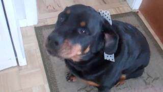 Rottweiler Gets Busted Getting Into Trash [upl. by Assetniuq]