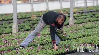 Production de plants de pensée aux établissements horticoles Saulais [upl. by Zanas]