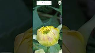 Yellow Dahlia flower  Golden Dahlia plant trending shorts youtubeshorts ytshorts youtubeviral [upl. by Batha579]