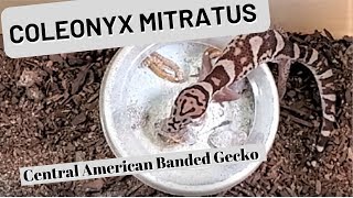 Coleonyx mitratus  Central American Banded Gecko [upl. by Julita149]