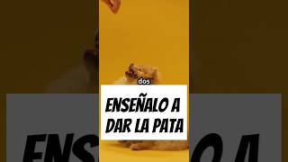 Enséñale a tu perro a dar la pata [upl. by Valentijn]