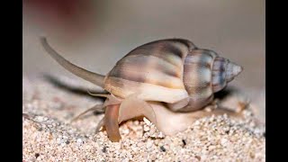 Nassarius Snail Care Species Spotlight [upl. by Ramedlaw]