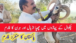 Hidden Urial and Black Buck Farm in Mountain  Chakwal Urial [upl. by Arelc355]