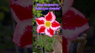 Rosa do deserto adenium [upl. by Adnalor258]