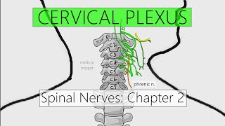 Cervical Plexus  Nervous system  4K  Spinal nerves Chapter 2 [upl. by Vernon126]