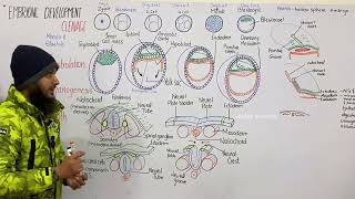 Embryonic Development in humans  morula blastula gastrula  gastrulation in human  class 12 [upl. by Halimaj730]