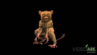 A Horsfield’s tarsier Cephalopachus bancanus borneanus at Taman Safari in Indonesia [upl. by Llebiram]