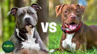 Boll terrier dog 🐶 videoبول ٹیرر کتے کی ویڈیو youtubevideos bolter dogs dogfight dog [upl. by Ji431]