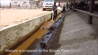 Biogas Plant at Sebore Farms [upl. by Llydnek]