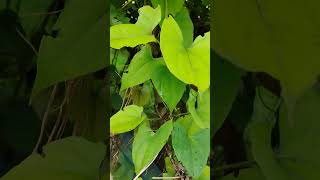 Dioscorea bulbiferanature asia africa northern australia vegetable [upl. by Yrekaz]