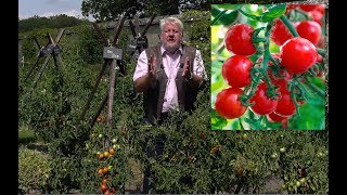 TOUT SAVOIR SUR LA TOMATE ET BIEN LA CULTIVER [upl. by Perle634]