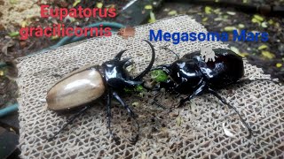 Rhinoceros beetle battle  Eupatorus gracilicornis 95 mm vs Megasoma mars 92 mm [upl. by Avitzur349]